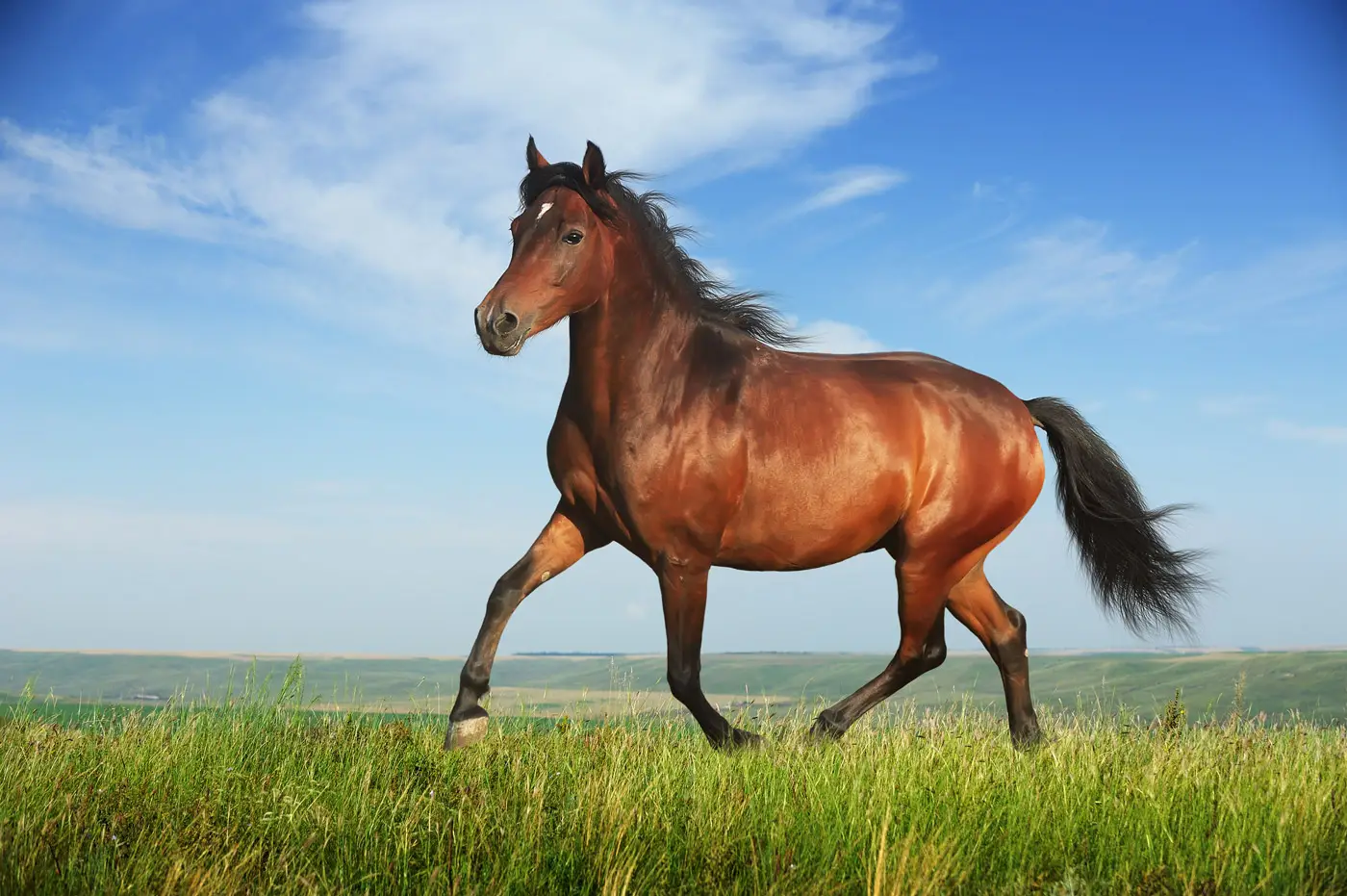 VetsOne-Equine-Services