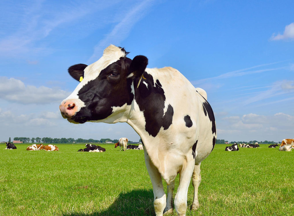VetsOne-Farm-Services-Cow