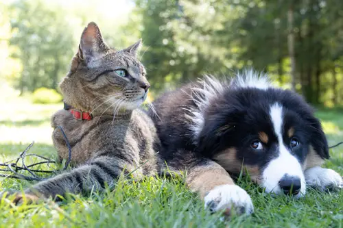VetsOne-Products-Companion-Animals